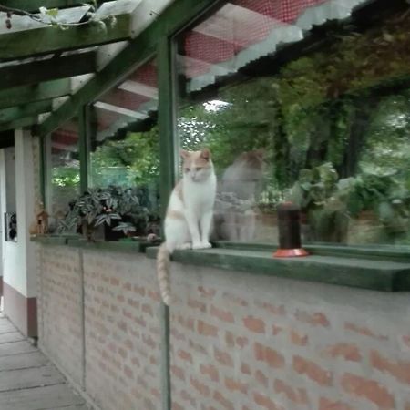 Farm Stay Lackovic ビリェ エクステリア 写真