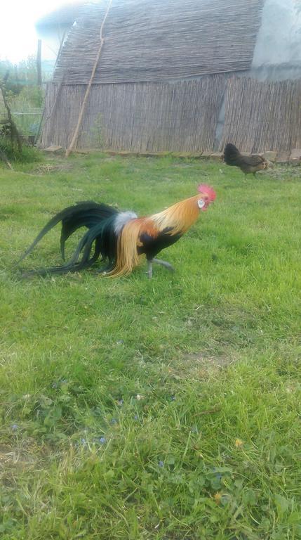 Farm Stay Lackovic ビリェ エクステリア 写真